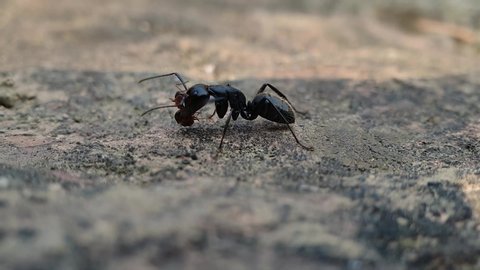 Big black Ant trying to get small brown ant off his head. Two ants fighting each other. Ants Fight in nature