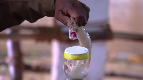 King Cobra snake - Pouring venom from its fangs into a container - Milking King cobra snake