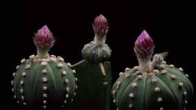 Astrophytum Colorful Flower Timelapse of Blooming Cactus Opening / 4k fast motion time lapse of a blooming cactus flower.