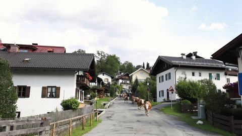 Garmisch-Partenkirchen, Bavaria, Germany - July 30, 2018: Dairy cows walk through town at 5 pm to get to their farmers' home after grazing in the Alpine fields all day at the Wank mountain.