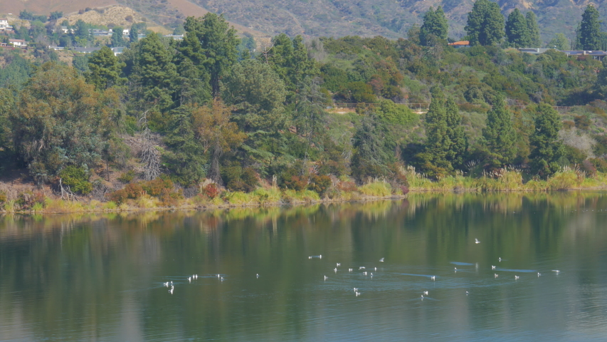 Ducks flying off of pond water into air after taking a swim
