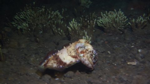 Cuttlefish went out on a night hunt. Video about cuttlefish. Night diving.