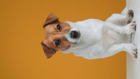 Portrait of dog breed Jack Russell Terrier twirls his head slow motion sitting on white surface. Dog blogger looks at camera on yellow background. Pets. Vertical video for stories and social network