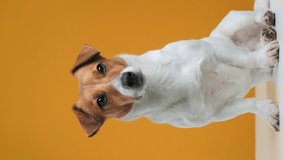 Portrait of dog breed Jack Russell Terrier twirls his head slow motion sitting on white surface Vertical video for stories. Dog blogger looks at camera on yellow background. Pets