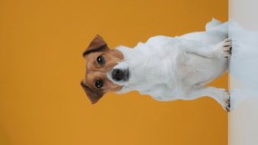Vertical video for stories Portrait of dog breed Jack Russell Terrier is standing on table with his front paws. Dog blogger looks at camera on yellow background. Pets. Copy space