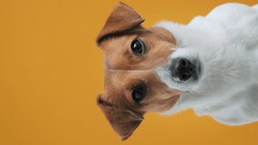 Portrait of dog breed Jack Russell Terrier Vertical video for stories turns his head and looks up at place advertisement copy space, sitting. Dog blogger looks at camera on yellow background. Pets