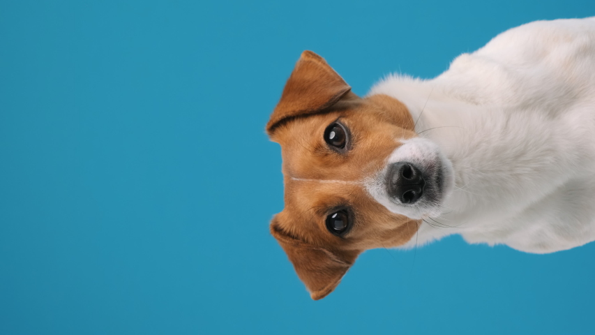 Portrait dog breed Jack Russell Terrier turns his head and looks up at place advertisement copy space Vertical video for stories , sitting. Dog blogger looks at camera on blue background. Pets | Shutterstock HD Video #1051071304