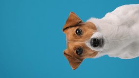 Portrait dog breed Jack Russell Terrier turns his head and looks up at place advertisement copy space Vertical video for stories , sitting. Dog blogger looks at camera on blue background. Pets