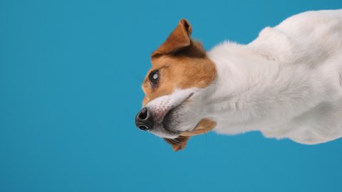 Vertical video for stories Portrait of dog breed Jack Russell Terrier turns his head and looks up at place advertisement copy space, sitting. Dog blogger looks at camera on blue background. Pets