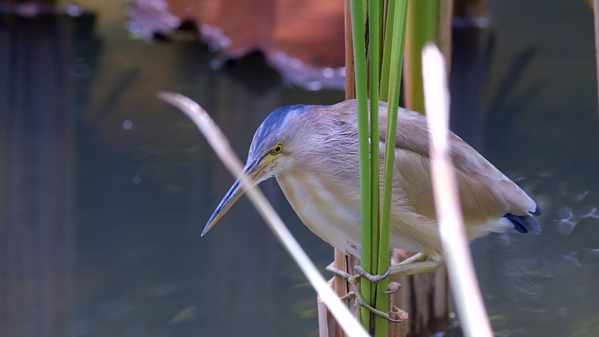 A Yellow Bittern bird perched between freshwater plants and ambushing a small fish - Close up