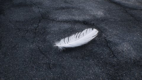 Falling White Feather on the Dark Asphalt