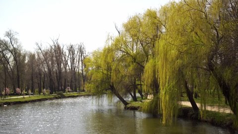 Weeping willow leaning over the river in the Park. Great place to stay