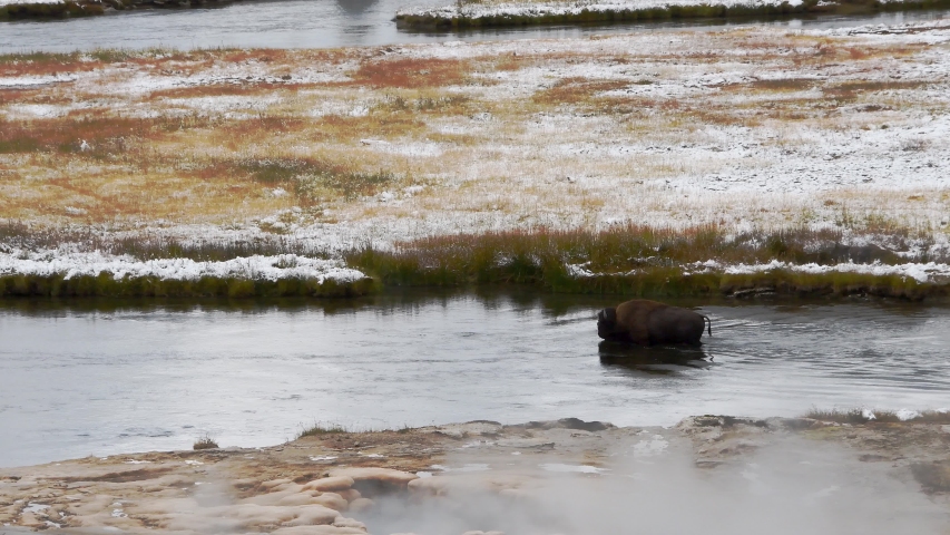 A bison wading across the river in Yellowstone national Park, Wyoming.
