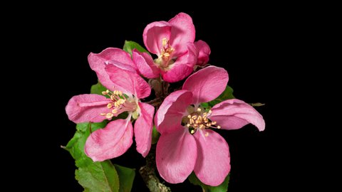 Pink Peach Tree Flower Growing Stock Footage Video 100 Royalty Free 1007157781 Shutterstock