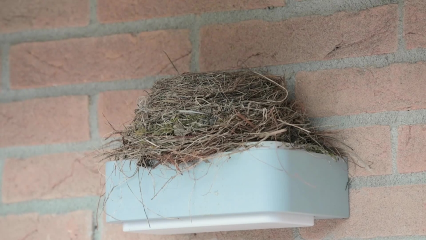 blackbird nests above the house lamp with its baby