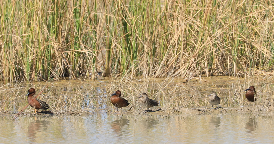 Pair of male Cinnamon Teal, Anas cyanoptera 4K