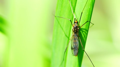 4K Extreme close up macro view of a giant mosquito in action landing on a leaf. Green background with bokeh effect. Slow Motion.
