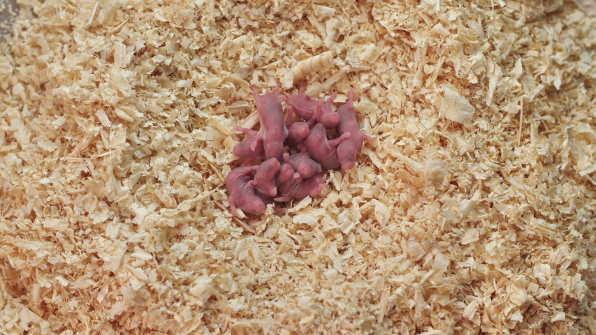 pinky mice petsmart