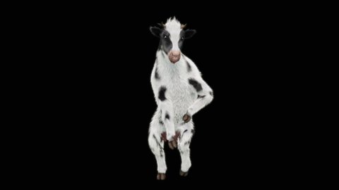 Cow Dance CG fur 3d rendering animal realistic CGI VFX Animation Loop  composition 3d mapping cartoon, with Alpha matte
