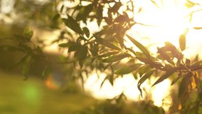 Closeup view 4k video of beautiful blooming with small green leaves branches of trees isolated at sunny golden sunset sky and sparkling bokeh of river water background.