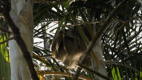 White sloth sleeping in palm tree in Monteverde region in Costa Rica. Light brown lazy sloth resting on tropical tree. Low angle 