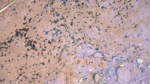 Group of tadpoles are swimming in the river