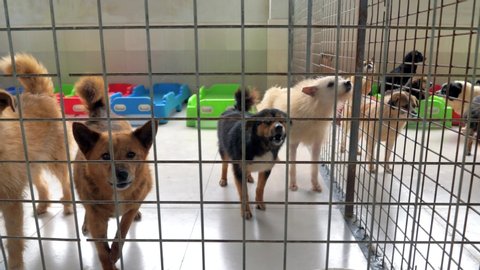 Gimbal steadicam shot of sad dogs in shelter behind fence waiting to be rescued and adopted to new home. Shelter for animals concept