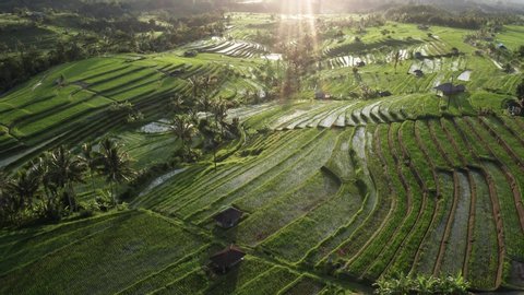 Aerial view of the Jatiluwih terraces ricefield at sunrise. Bali, Indonesia. Unesco world heritage.