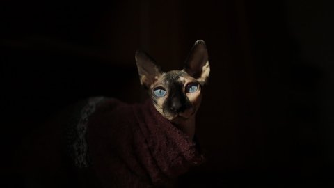 Sphynx Stock Video Footage 4k And Hd Video Clips Shutterstock