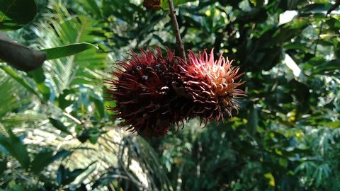 Rambutan (Nephelium lappaceum) with natural background. Rambutan is the exotic fruit from indonesia. Juicy and sweet. one of the cheapest fruit from Indonesia. word rambut meaning "hair".