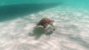Underwater video of swimming sea turtle. Wild sea animal in the tropical ocean. Marine life in the shallow water.