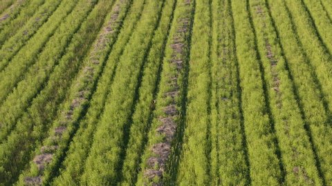 Drone flyover agricultural field and filmed young deer standing in green grass. Wild animal in nature filmed in 4k.