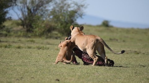 A lion dragging its kill into bushes in the plains of Africa inside Masai Mara National Reserve during a wildlife safari