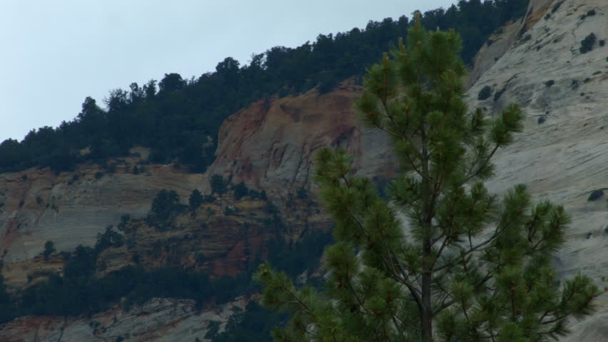 A SINGLE PINE TREE IS THE FOREGROUND OF A BEAUTIFUL & STUNNING MOUNTAIN.  RED ROCK MIX WITH THE GRANITE OF THIS DANGEROUS LOOKING SHEER DROP OFF.  SHOT IN ZION NATIONAL PARK, UTAH.  WESTERN U.S.