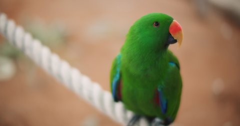 Eclectus parrot (Eclectus roratus) sitting on a rope. This beautiful tropical bird has emerald green plumage and orange beak. BMPCC 4K