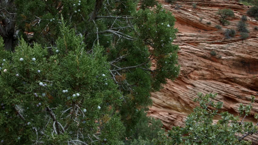 LAYERS OF GEOLOGICAL HISTORY EXPOSED.  INTERESTING LAYERS OF RED SANDSTONE FORM THE FOOTING OF A MOUNTAIN IN ZION NATIONAL PARK, UTAH.  WESTERN UNITED STATES.