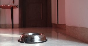 Cute dog coming out of the room to enjoy the food in the bowl. 

