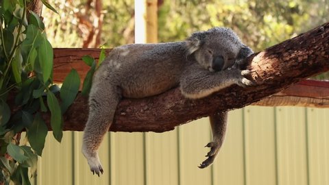 Australian koala bear, an arboreal herbivorous marsupial native to Australia.