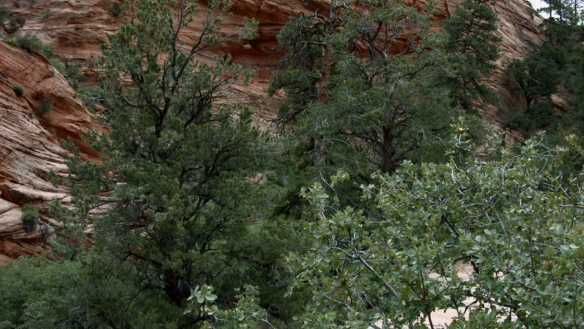 THE CLIFFS OF A RED MOUNTAIN.  DANGEROUS DROP OFFS CREATED BY RED SANDSTONE AND DAPPLED WITH SMALL PINE TREES & BRUSH.  SHOT IN ZION NATIONAL PARK, UTAH.  WESTERN U.S.  VERSION 1 OF 3.