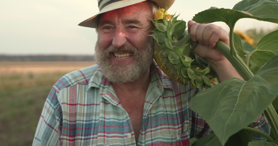 Happy senior farmer embraces sunflower and scratches bloom from it in field at dazzling sunset. Slowly in 4K