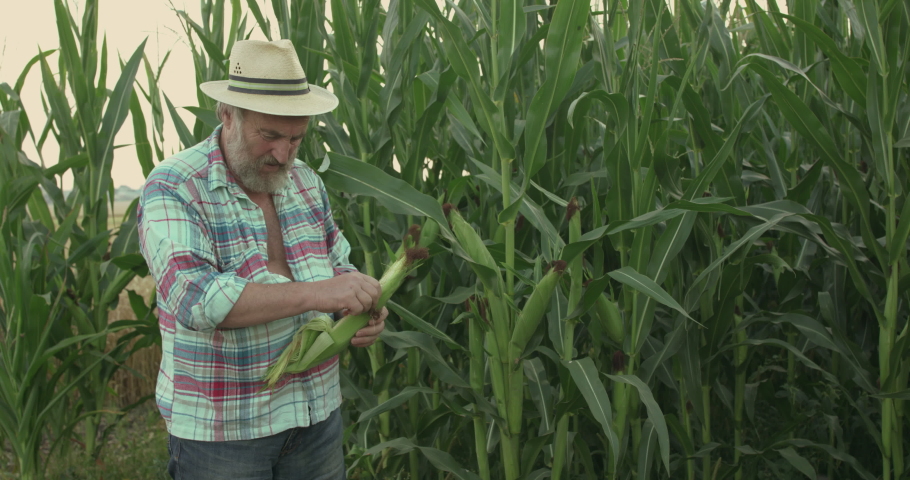 Senior farmer holds the corn cob in hands and examines the field. Slowly in 4K