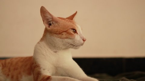 Portrait of red and white cat looks at home. Domestic pet having rest, selective focus.