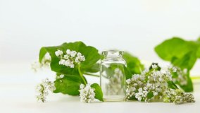common buckwheat essential oil in  beautiful bottle on White background