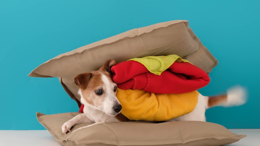 Cute jack russell terrier lies between two pillows with a blanket imitating a hamburger and wags its tail against a blue background Royalty-Free Stock Footage #1051178413