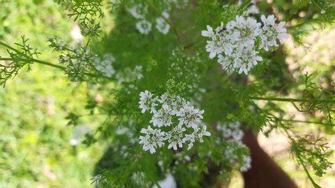 Beautiful cilantro coriander flowers blooming in spring time. Coriander flowers in the garden.Coriander flowers and fields. Its seed is a famous Spice. Made a sauce from its green leaves. 4k video. 