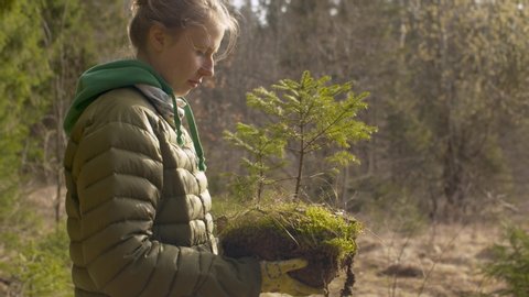 Young attractive woman volunteer holding a small fir tree in her hands. Planting trees in spring. Earth Day, eco friendly concept
