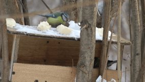 Birds eat from a feeding trough in the winter