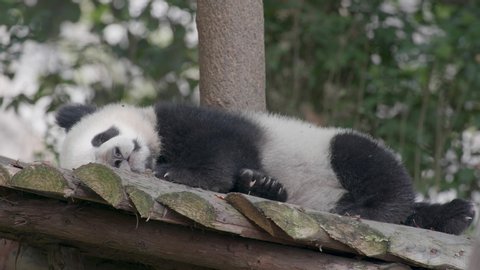Adorable Baby Giant Panda Bear の動画素材 ロイヤリティフリー Shutterstock