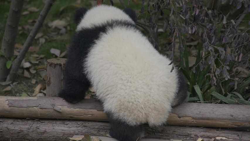 baby panda climbing the wood