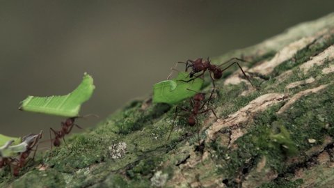 Close Up Of Leaf Cutter Ants Walking On The Trees With Blurry Background In Canada - Close Up Shot